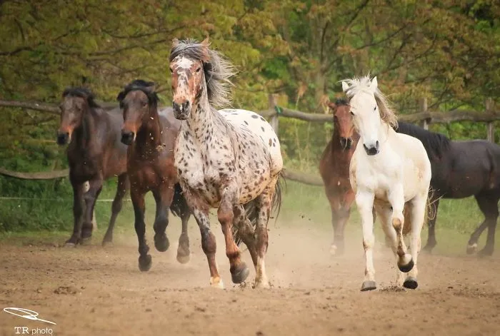 I Live With Horses And I Take Pictures Of Them