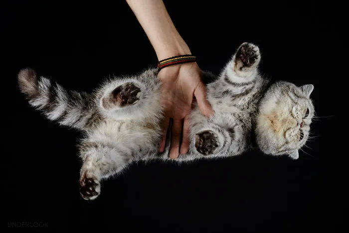 This Is How Cats Reacted To My 'Under-Cats' Project