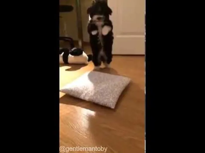My Dog Loves To Pillow Dive