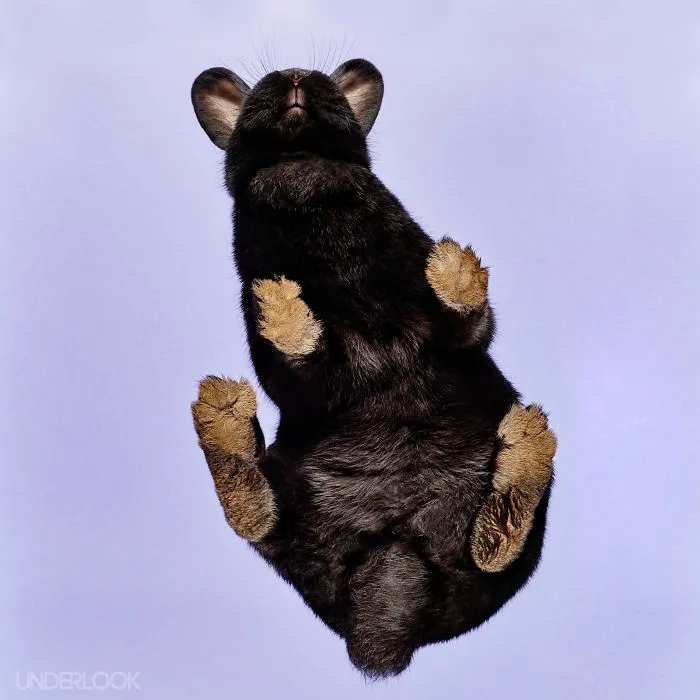 Under-Rabbits: I Photograph Rabbits From Underneath