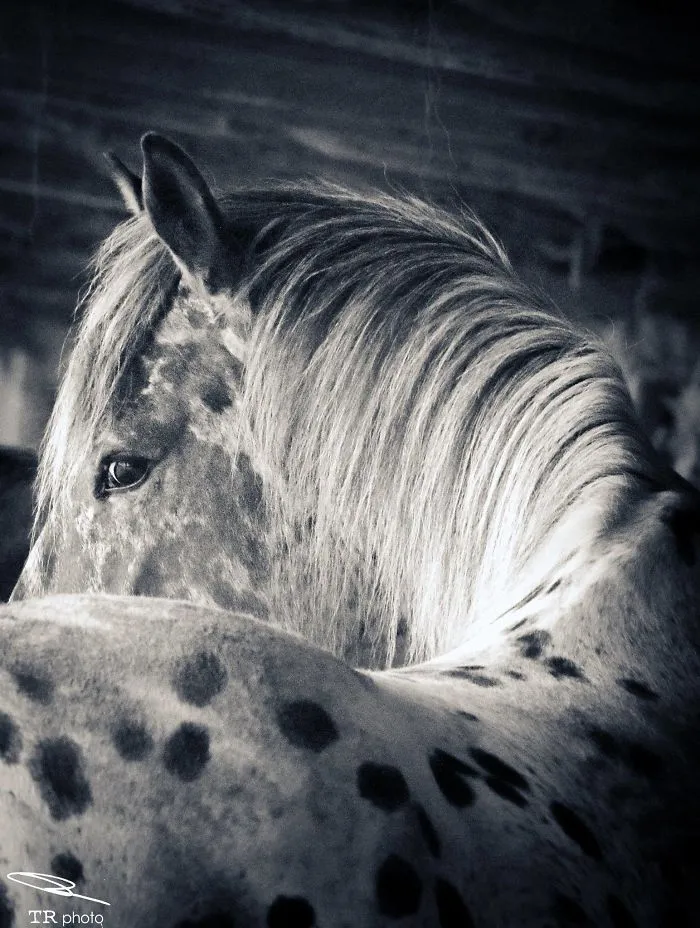 I Live With Horses And I Take Pictures Of Them