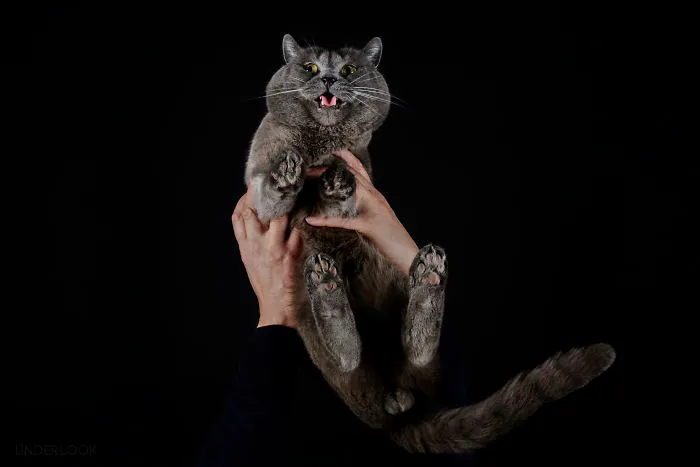 This Is How Cats Reacted To My 'Under-Cats' Project