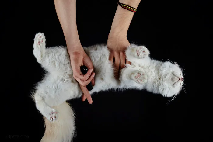 This Is How Cats Reacted To My 'Under-Cats' Project