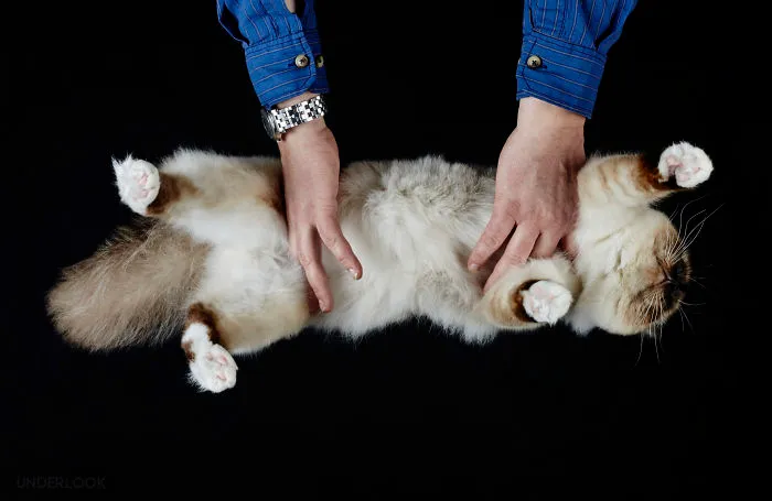 This Is How Cats Reacted To My 'Under-Cats' Project