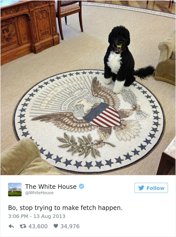 147 Of The Best Dog Tweets Of All Time