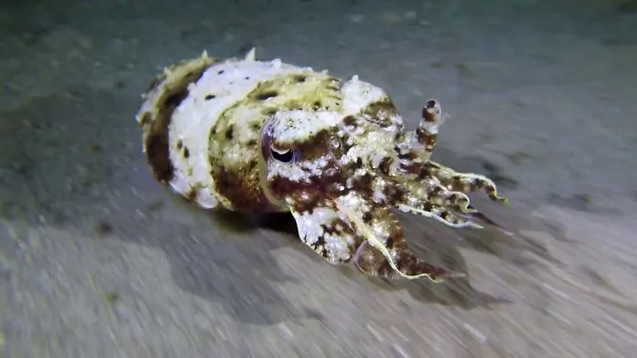 Bumblebee's Can Be Found Underwater