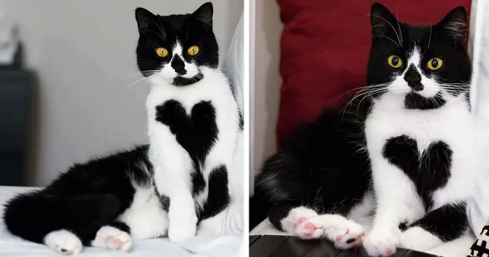 This Cat Has A Heart On Its Chest And It's Adorable