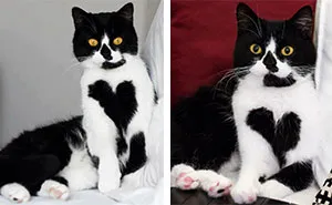 This Cat Has A Heart On Its Chest And It's Adorable