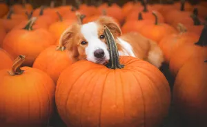 My Dogs And I Found A Place Full Of Pumpkins And Decided To Have Some Fun!