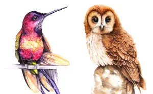I Watercolor Birds To Express How Much I Love Them