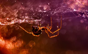 I Take Photos Of Spiders To Show Their Extraordinary Lives