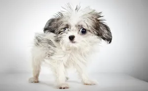 Fashion Photographer Helps Abandoned Dogs Find "Forever Homes"