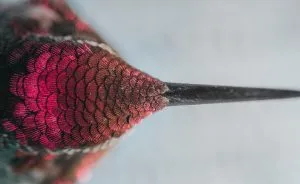 49 Of The Best Entries From The 2016 National Geographic Nature Photographer Of The Year