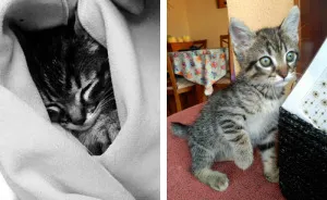 Pepe - The Little Cat And His Amazing Recovery