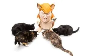 A Fairy Tale About How A Rat Tried To Train Cats