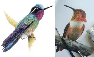 300 Hummingbirds And So Many Different Ways To Illustrate Them
