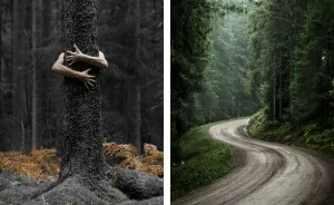 I Started Photographing Swedish Nature As A Therapy After I Injured My Back, Now It's My Passion