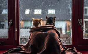 I Photograph My Cats In Front Of The Window Whenever It's Raining