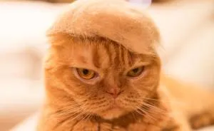 Cats In Hats Made From Their Own Hair