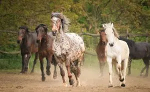 I Live With Horses And I Take Pictures Of Them