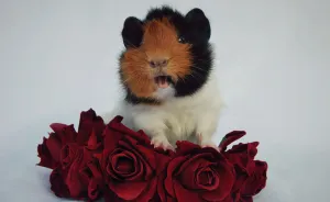 I Photographed My Pets In These Adorable Photoshoots