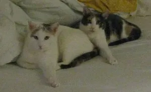 My Two Cats Won The Olympic Medal For Synchronized Napping