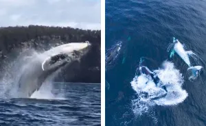 Went Whale Watching For The First Time And Came Up With This Special Moment