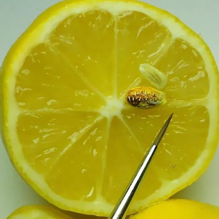 Turkish Artist Paints Unbelievably Tiny Paintings Onto Small Objects
