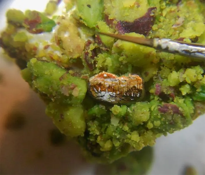 Turkish Artist Paints Unbelievably Tiny Paintings Onto Small Objects