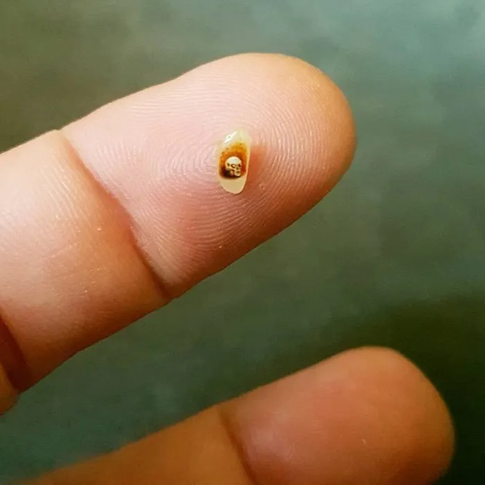 Turkish Artist Paints Unbelievably Tiny Paintings Onto Small Objects