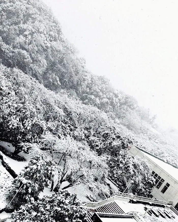 Tokyo, Which Hasn't Seen November Snow In Over 50 Years, Surprised To Wake Up In A Winter Wonderland