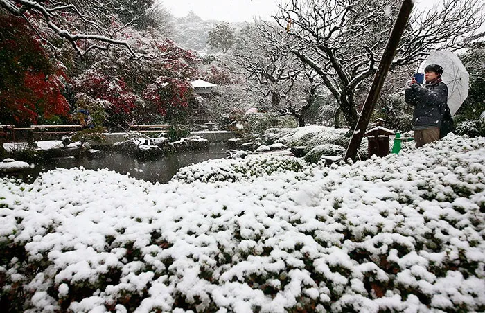 Tokyo, Which Hasn't Seen November Snow In Over 50 Years, Surprised To Wake Up In A Winter Wonderland
