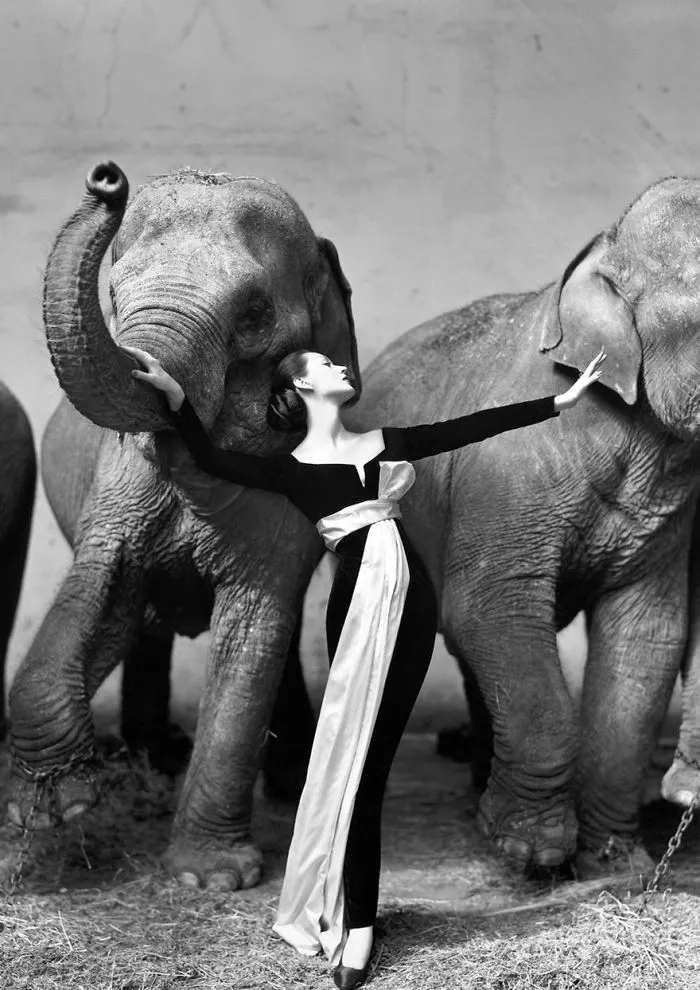 A model in a black gown posing elegantly with elephants, showcasing iconic historical photography.