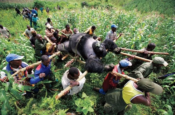 Villagers carry a gorilla through a field, illustrating one of the most famous photos in history.