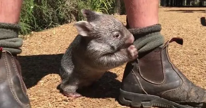 This Wombat Thinks He's A Dog