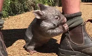 This Wombat Thinks He's A Dog