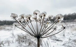 Freezing Rain In Moscow Or How Nature Got Frozen