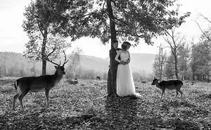 Fairytale Bride And Groom Photos In Wildlife