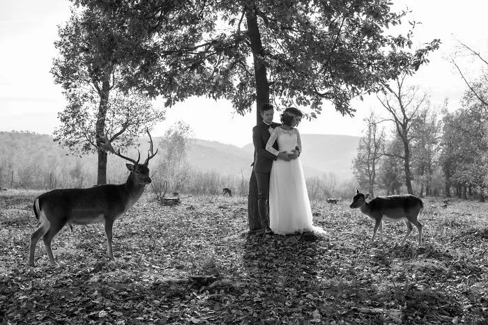 Fairytale Bride And Groom Photos In Wildlife
