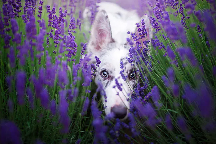 Ciri Playing Hide And Seek!