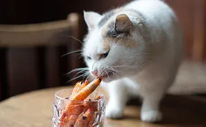 We Made A Book About Cats In London Pubs