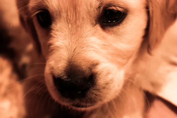 Fascinated By My Golden Retriever's Paws