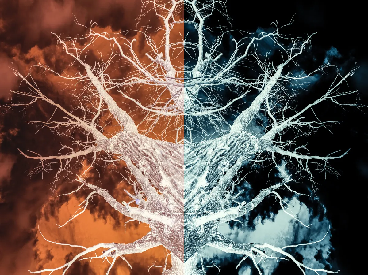 Amazing Funky Tree Wallart Via Nikon Photography!