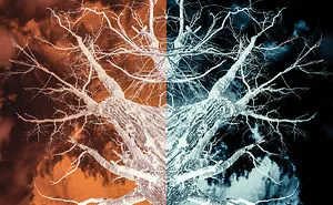 Amazing Funky Tree Wallart Via Nikon Photography!