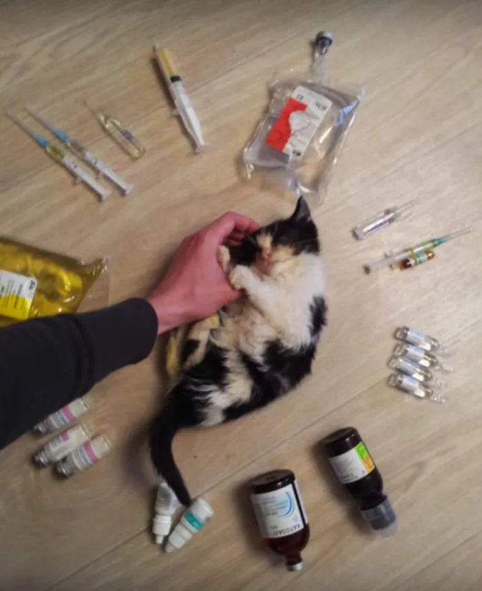 Cat Loves Kisses