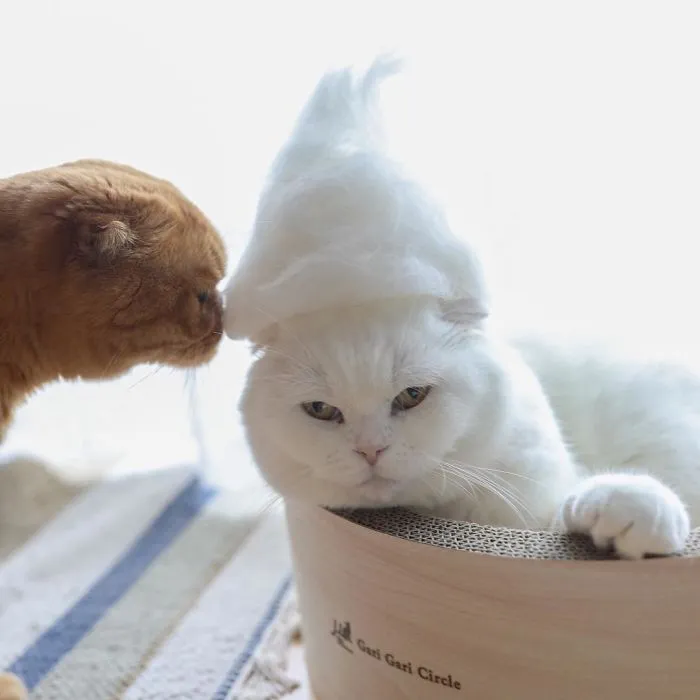 Everybody Likes A Cat Hair Hat