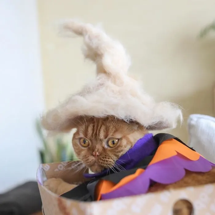 A Felted Wizard Cloud-Hat And Its Proud Owner