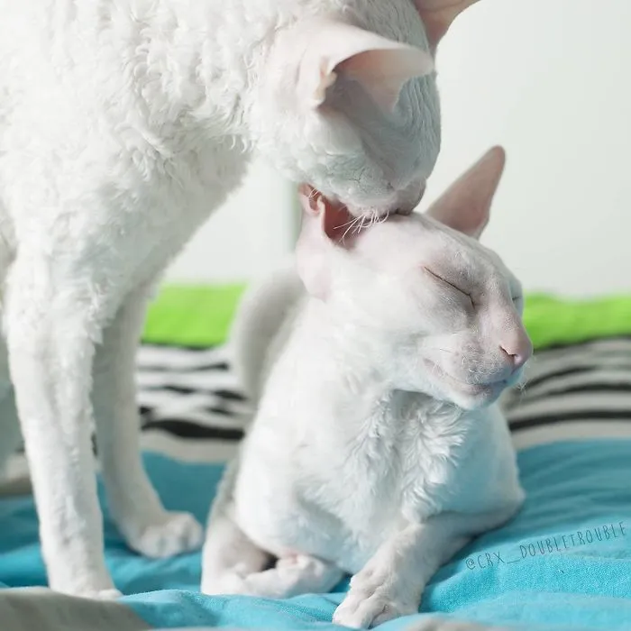 Meet The Cutest Trouble Makers In Finland With Curls And Rabbit Ears