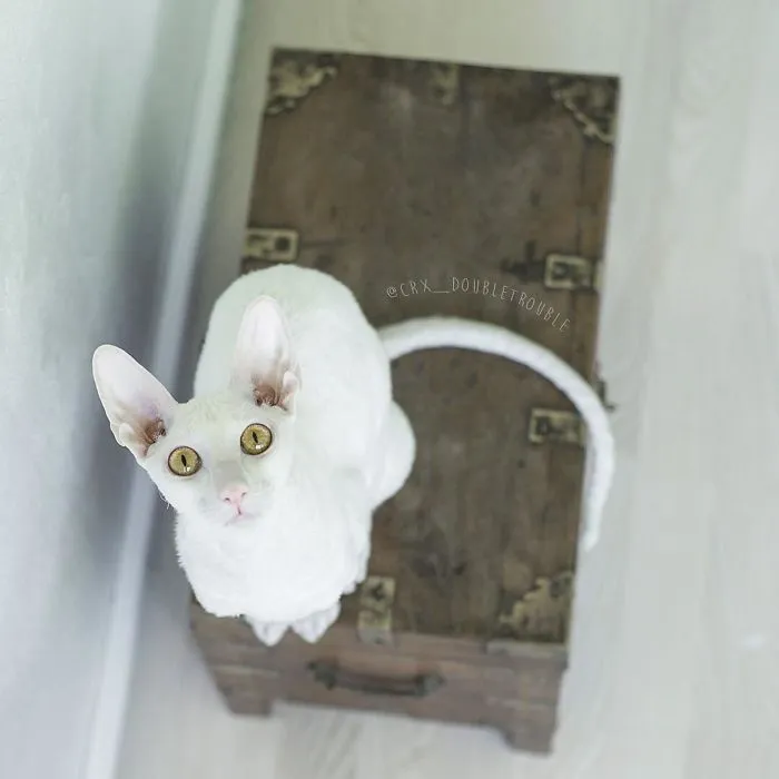 Meet The Cutest Trouble Makers In Finland With Curls And Rabbit Ears