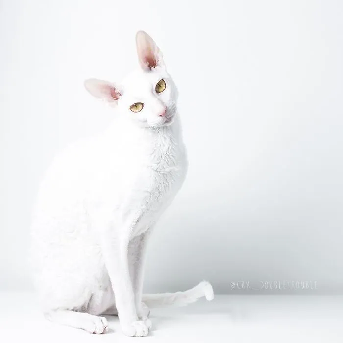 Meet The Cutest Trouble Makers In Finland With Curls And Rabbit Ears